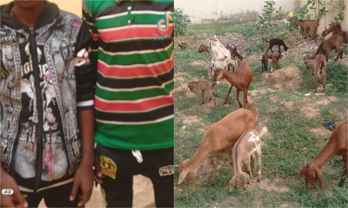 Police nab two suspected kidnappers recover 26 stolen goats in Yobe.jpg